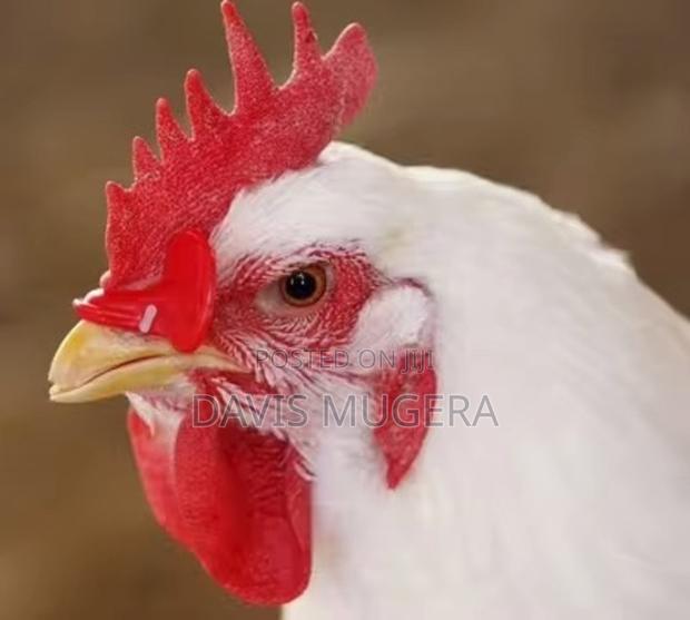 Chicken Plastic Eye Mask Plastic Glasses for Chicken -100pcs - thumbnail 3