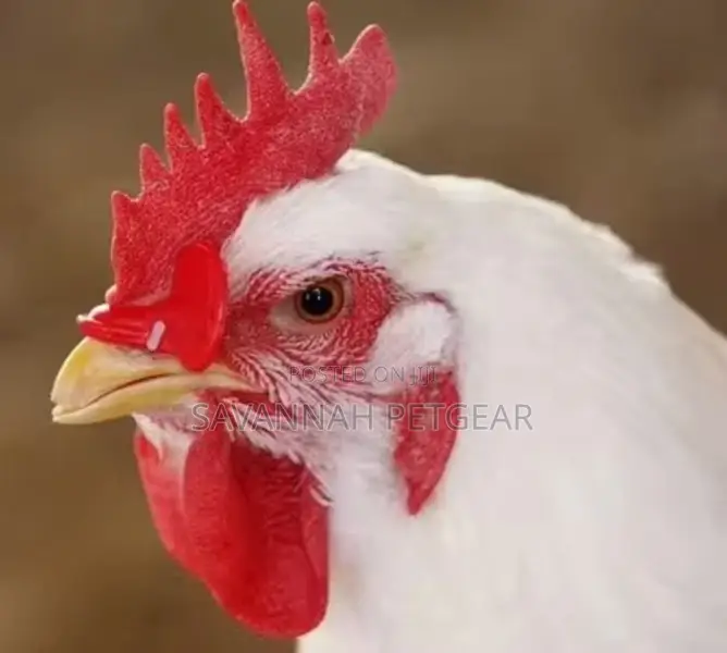 Chicken Plastic Eye Mask Plastic Glasses for Chicken -100pcs