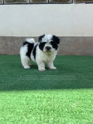1-3 months Male Purebred Havanese