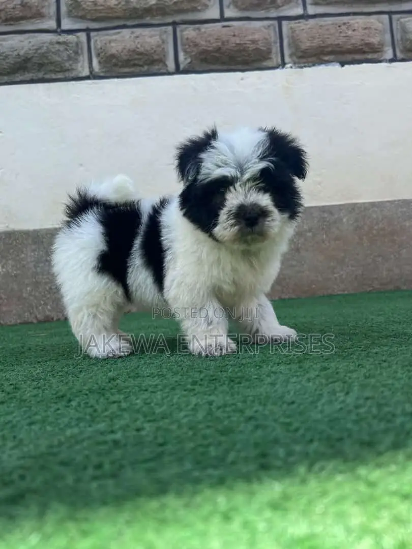 1-3 months Male Purebred Havanese