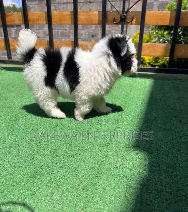 1-3 months Female Purebred Havanese - main view