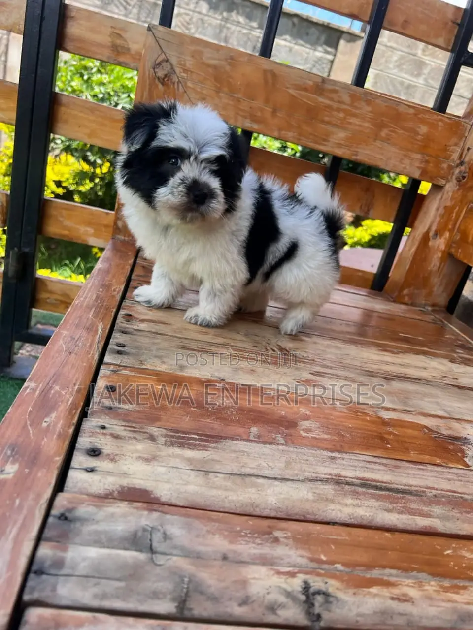 1-3 months Male Purebred Havanese