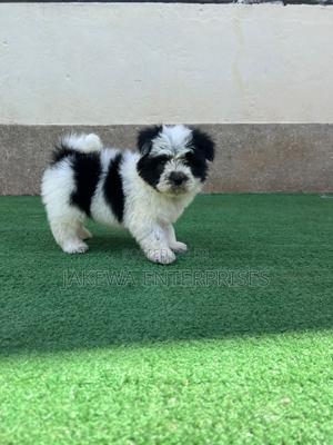 1-3 months Female Purebred Havanese - thumbnail 2