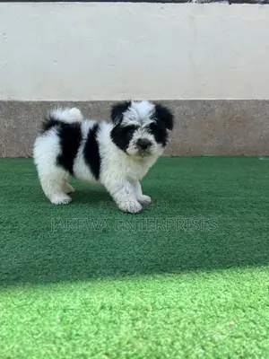 1-3 months Female Purebred Havanese