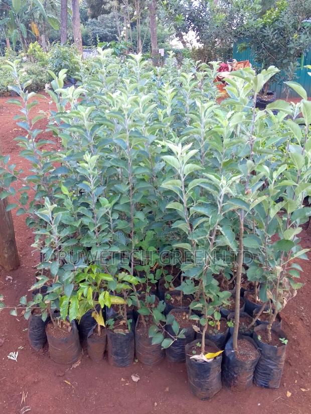 Quality Apples Seedlings - main view