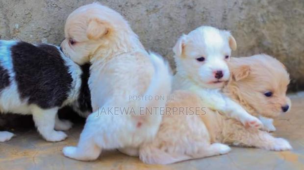 1-3 months Female Purebred Japanese Spitz