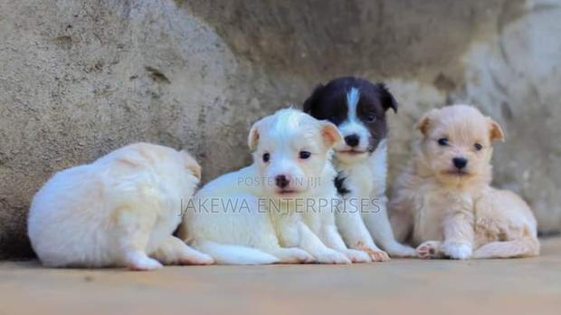 1-3 months Male Purebred Japanese Spitz