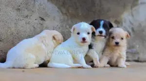 1-3 months Female Purebred Japanese Spitz