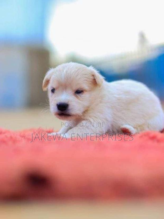 1-3 months Male Purebred Japanese Spitz