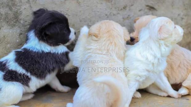 1-3 months Female Purebred Japanese Spitz