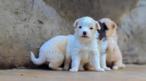 1-3 months Male Purebred Japanese Spitz - thumbnail 2