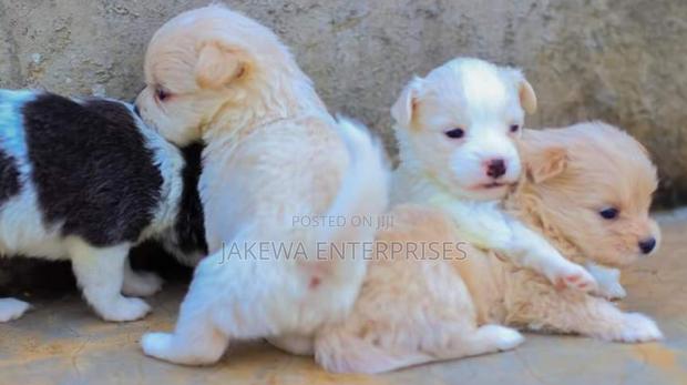 1-3 months Male Purebred Japanese Spitz