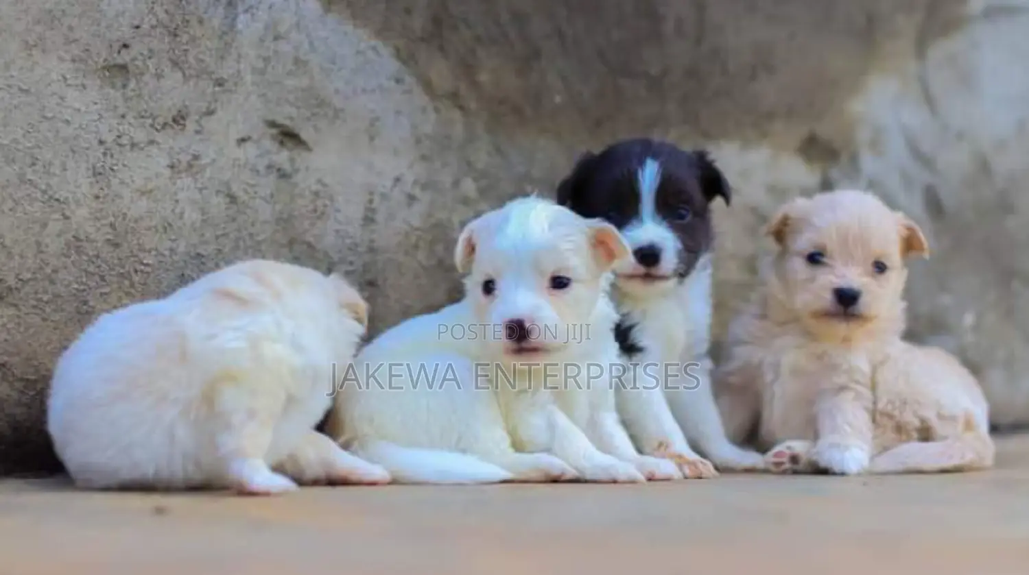 1-3 months Female Purebred Japanese Spitz