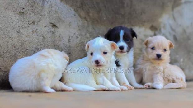 1-3 months Female Purebred Japanese Spitz