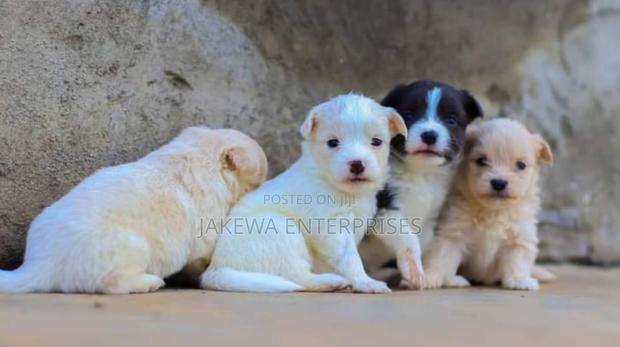 1-3 months Female Purebred Japanese Spitz