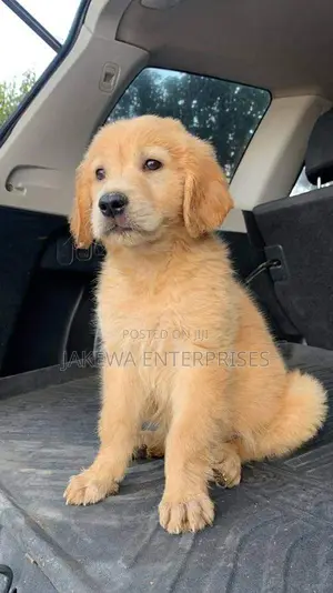 1-3 months Male Purebred Golden Retriever