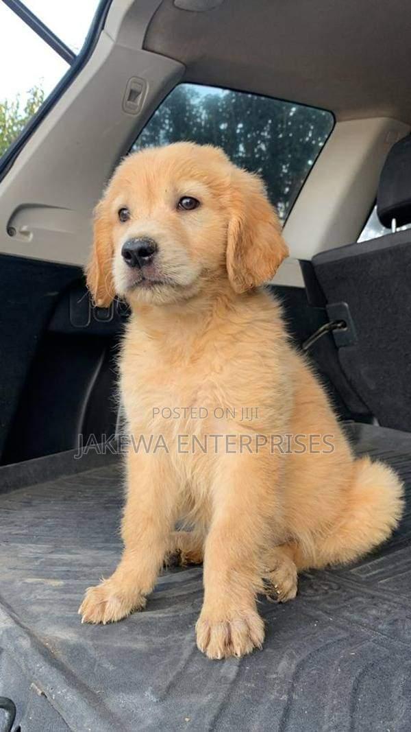 1-3 months Male Purebred Golden Retriever