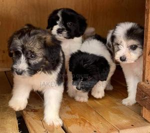 1-3 months Female Purebred Havanese - thumbnail 2