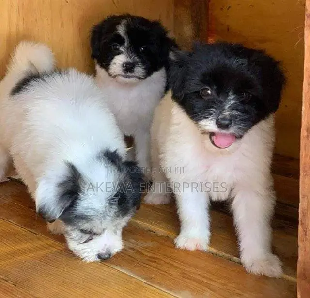 1-3 months Male Purebred Havanese