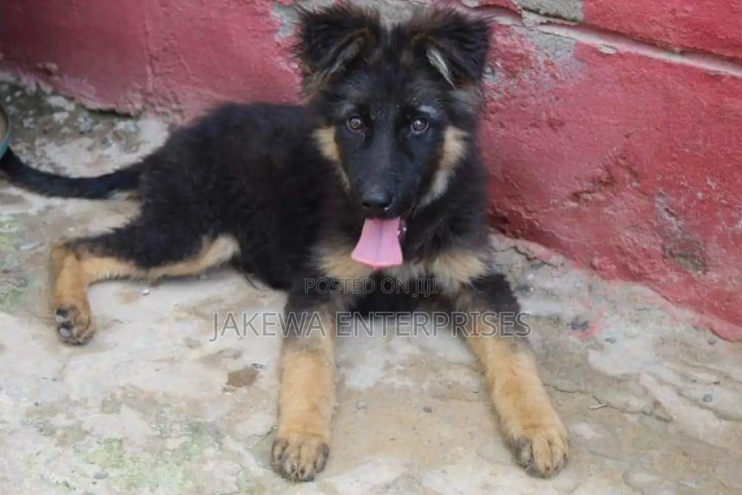 1-3 months Male Purebred German Shepherd