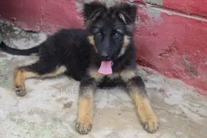 1-3 months Male Purebred German Shepherd