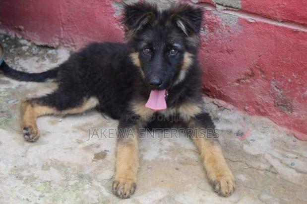1-3 months Male Purebred German Shepherd - main view