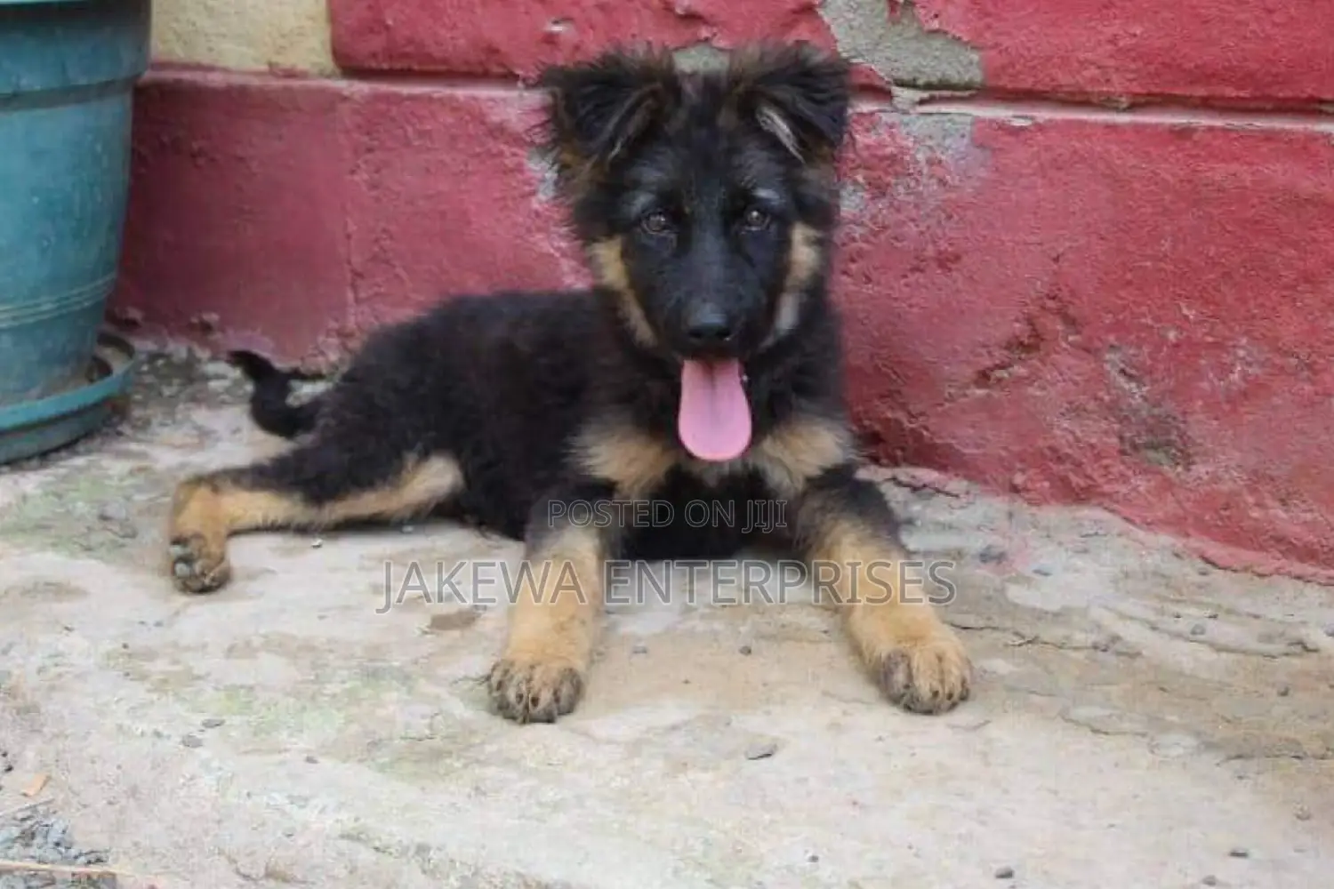 1-3 months Male Purebred German Shepherd