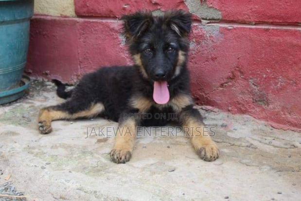 1-3 months Male Purebred German Shepherd - thumbnail 2