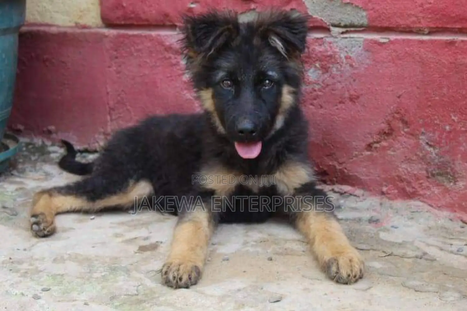 1-3 months Male Purebred German Shepherd