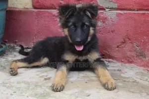 1-3 months Male Purebred German Shepherd
