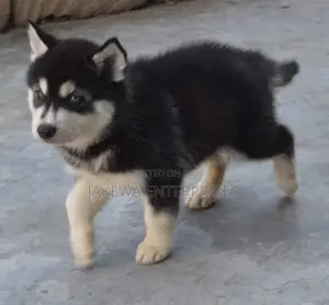 1-3 months Male Purebred Siberian Husky