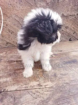 1-3 months Female Purebred Havanese