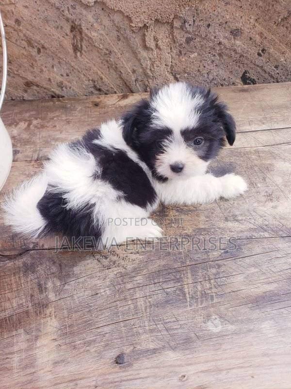 1-3 months Male Purebred Havanese - main view