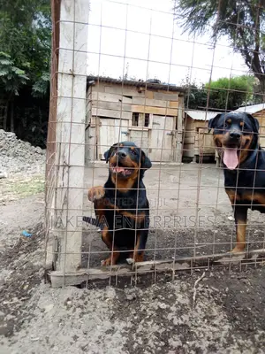 1-3 months Male Purebred Rottweiler