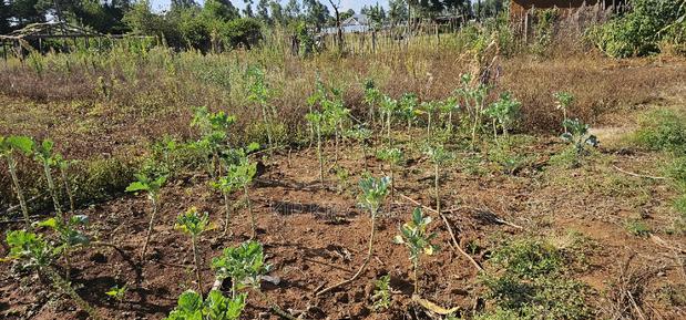 Prime Plot for Sale in Kapsoya Deligacy in Eldoret - thumbnail 8