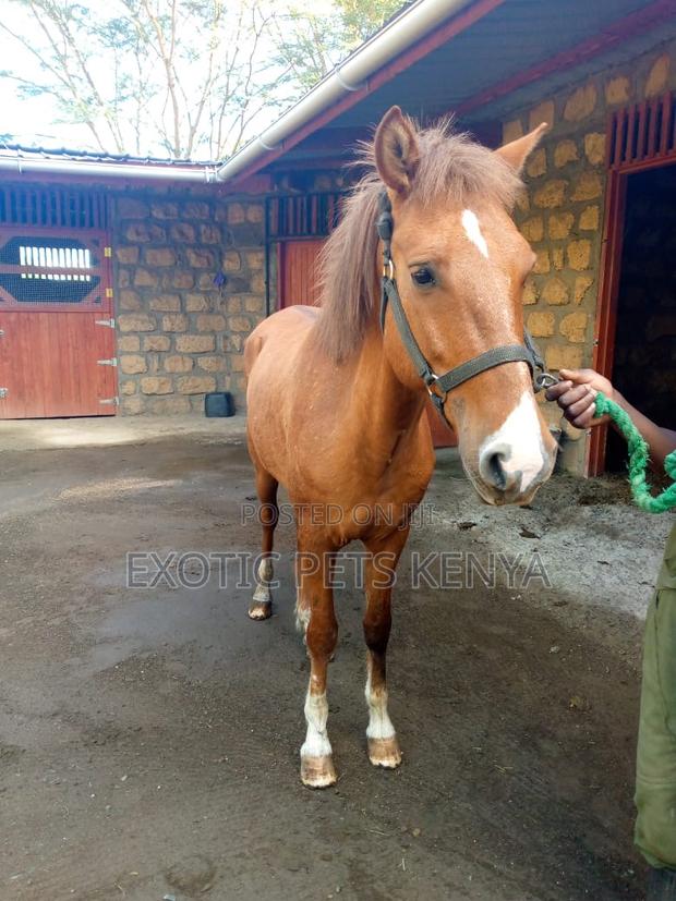 Pony for Sale - main view