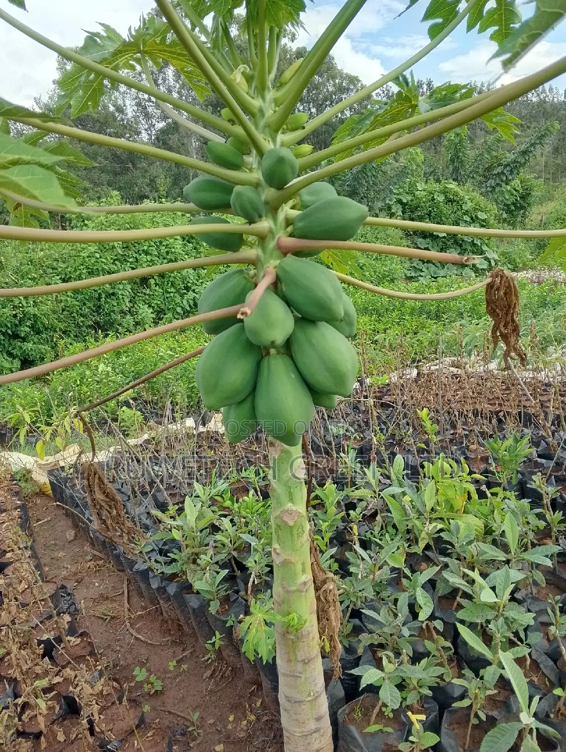 Dwarf Pawpaw