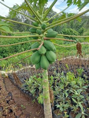 Dwarf Pawpaw - thumbnail 2