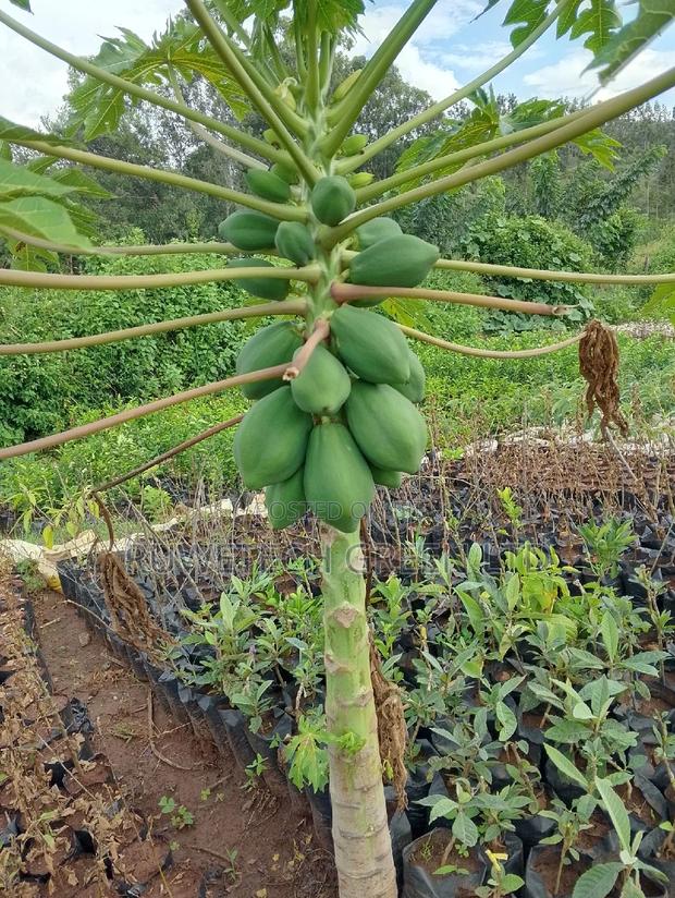 Dwarf Pawpaw - main view