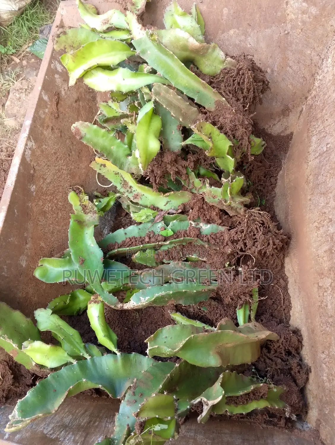 Rooted Dragon Fruit Seedlings