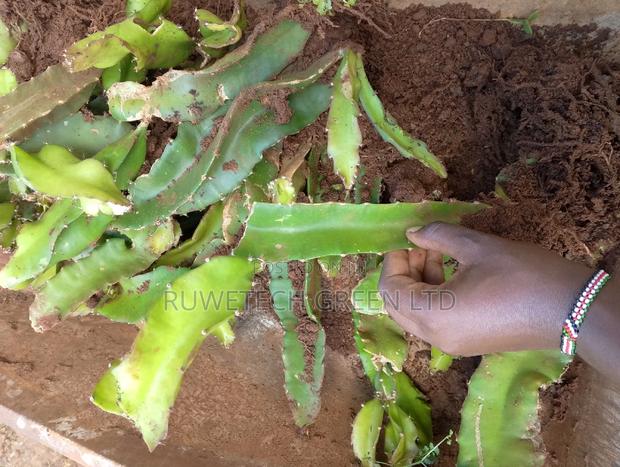 Rooted Dragon Fruit Seedlings - main view