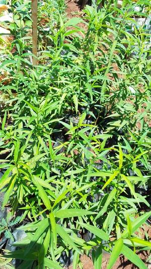 Peaches Seedlings - thumbnail 2