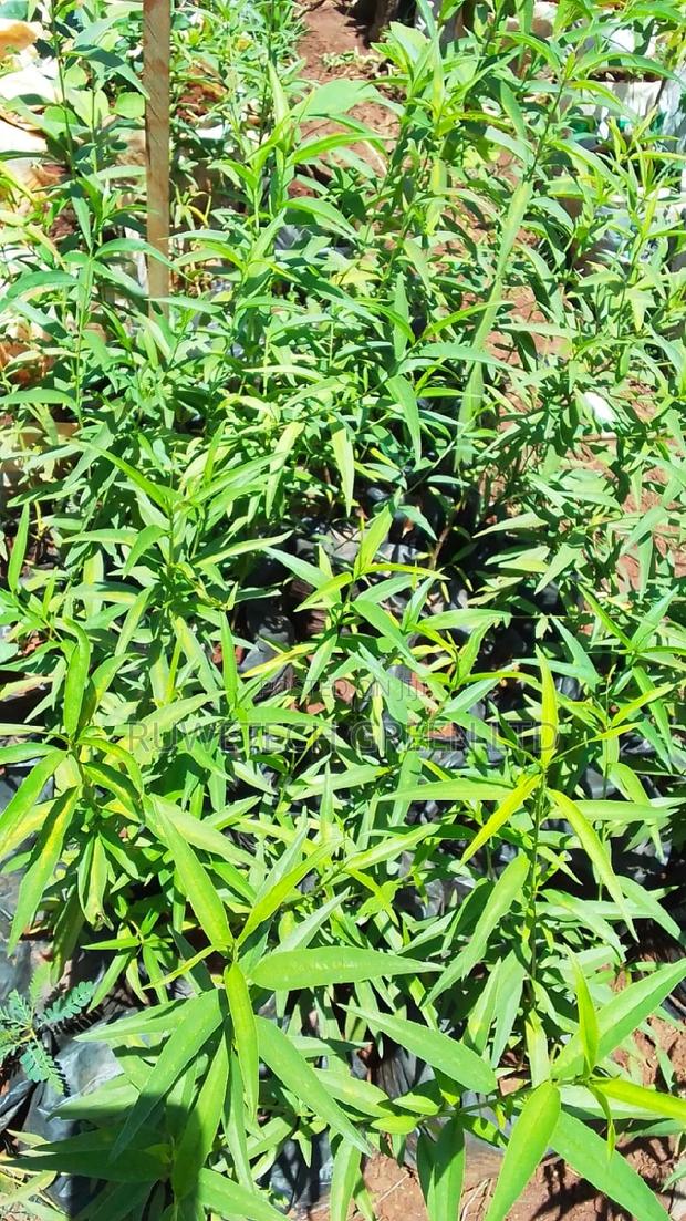 Peaches Seedlings - main view