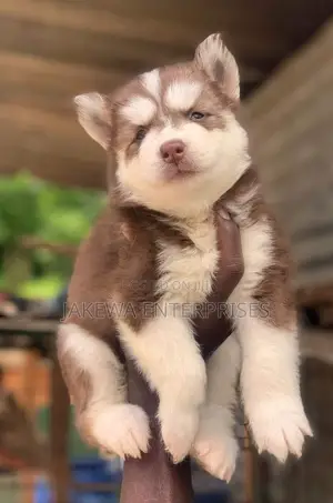1-3 months Male Purebred Siberian Husky