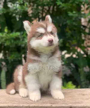 1-3 months Female Purebred Siberian Husky