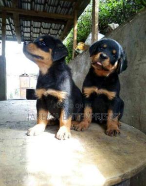 1-3 months Female Purebred Rottweiler - thumbnail 2