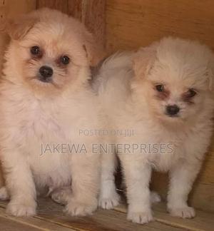 1-3 months Male Purebred Havanese - thumbnail 2
