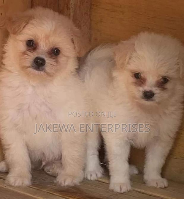 1-3 months Male Purebred Havanese - main view