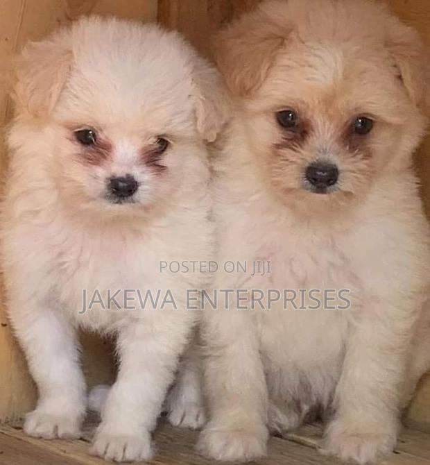 1-3 months Female Purebred Havanese - main view