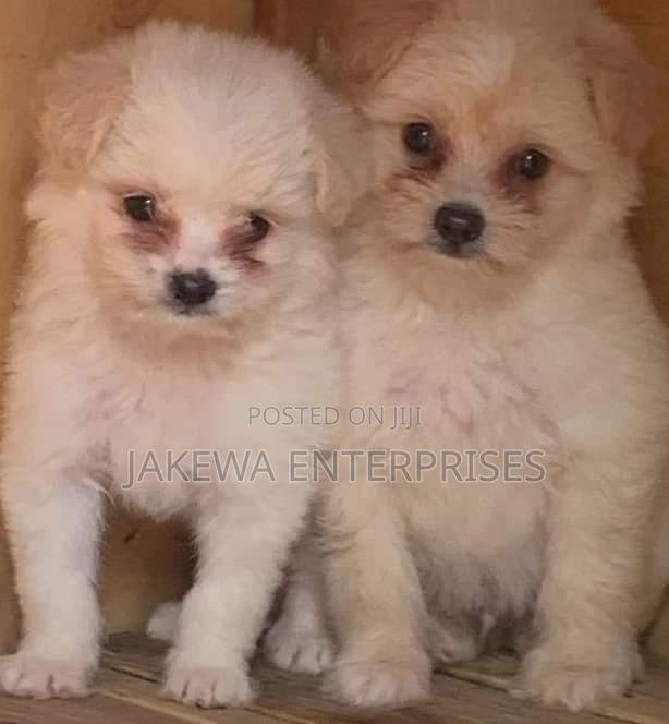 1-3 months Male Purebred Havanese